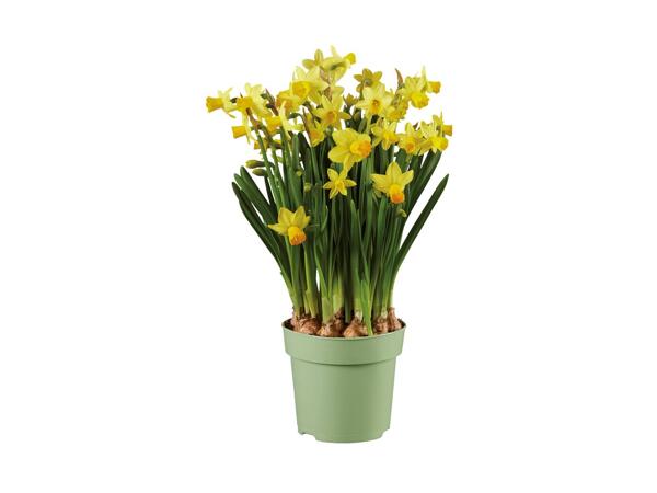 Blomstrende løgplanter