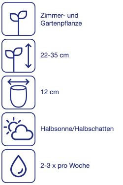 Sommerpflanzen