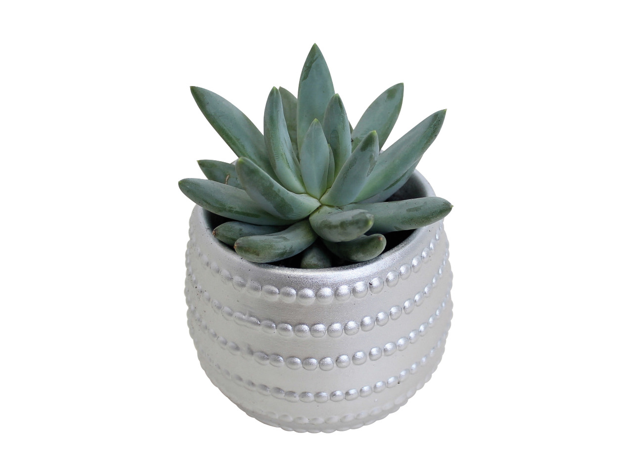 Kalanchoe or Succulents in Ceramic - Available from 19th November1