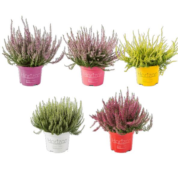 Heideplant