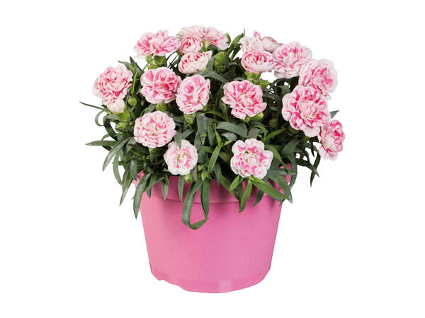 Dianthus