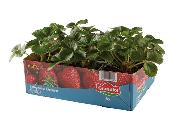 British Strawberry Plants