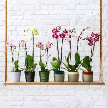 Orchidee