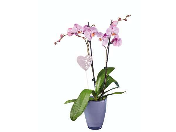 Phalaenopsis dans un pot en céramique