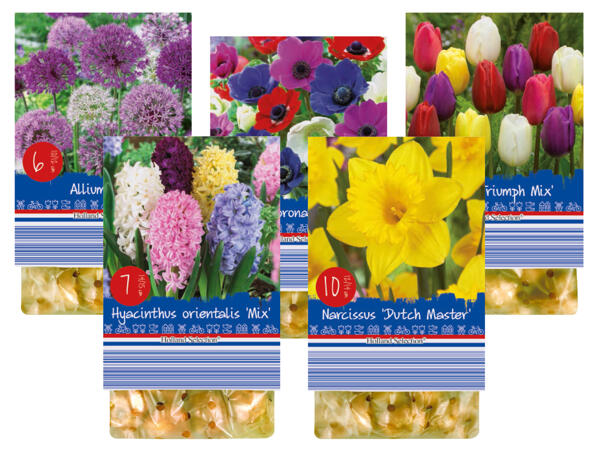 Frühjahrsblumenzwiebel