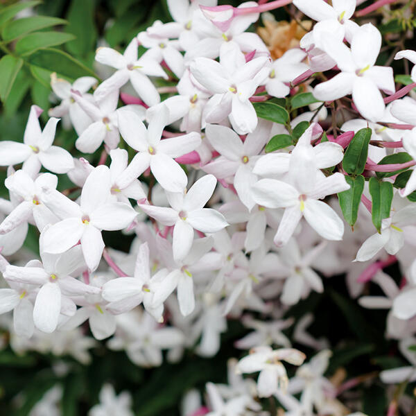 Duft-Jasminum Polyanthum