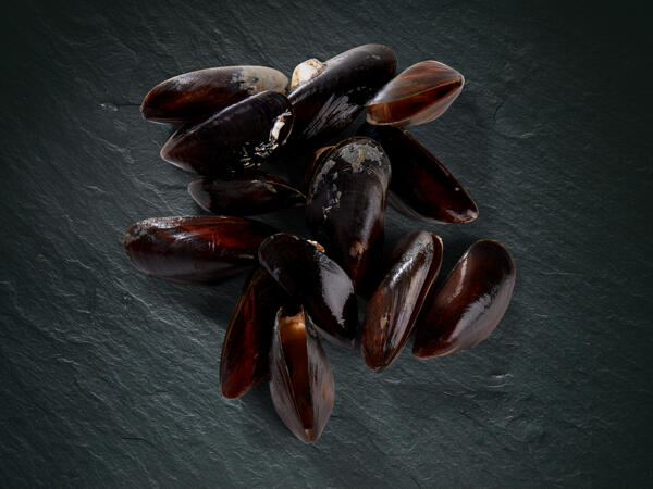 Moules MSC