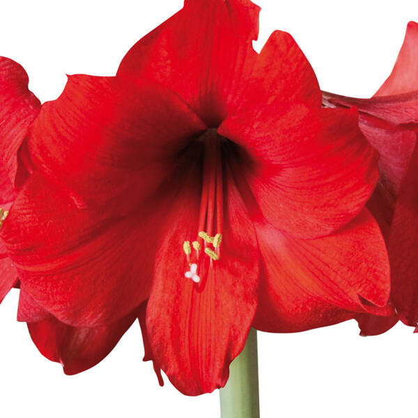 Amaryllis