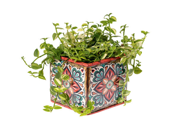 Green Plants in Ceramic