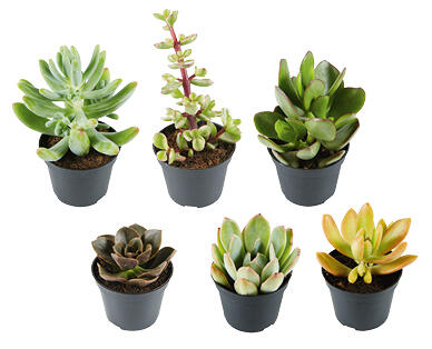 Succulents 65mm