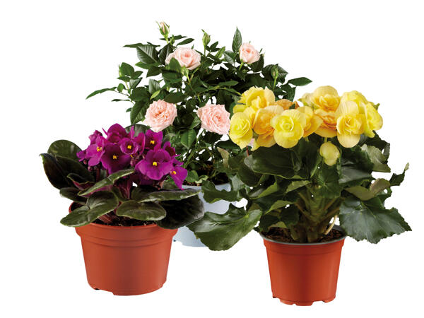 Flowering Plants