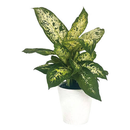 5" Foliage Plant - Assorted