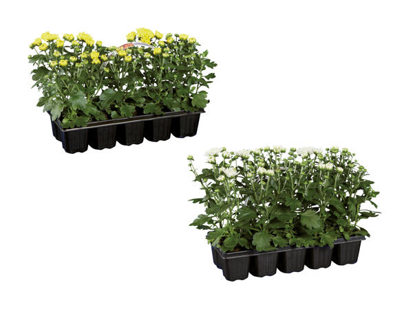 Chrysanthèmes "Garden Mum"