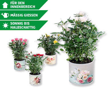 Rosen im Vintageübertopf