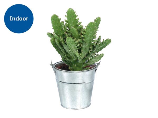 Cacti & Succulents in Zinc Bucket