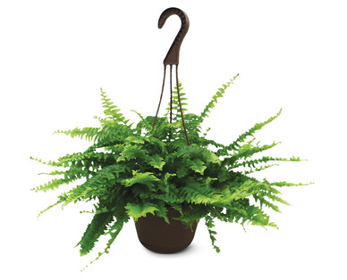 10" Boston Fern
