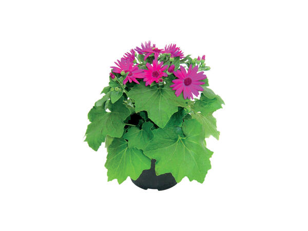 Senetti