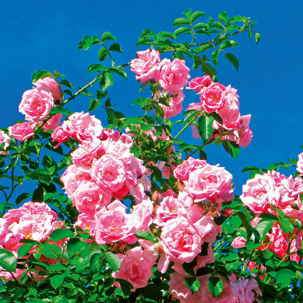 Duftende Kletterrosen