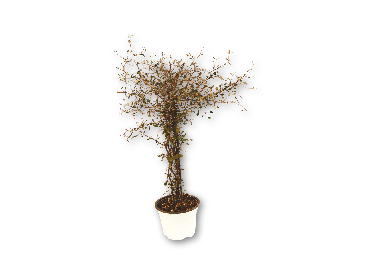 Sølvtræ/Corokia