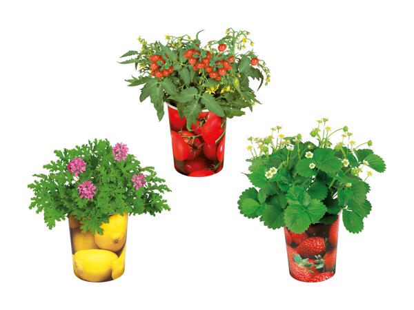 Plantes fruitières dans un godet