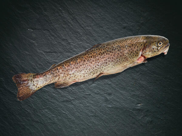 Trota arcobaleno ASC
