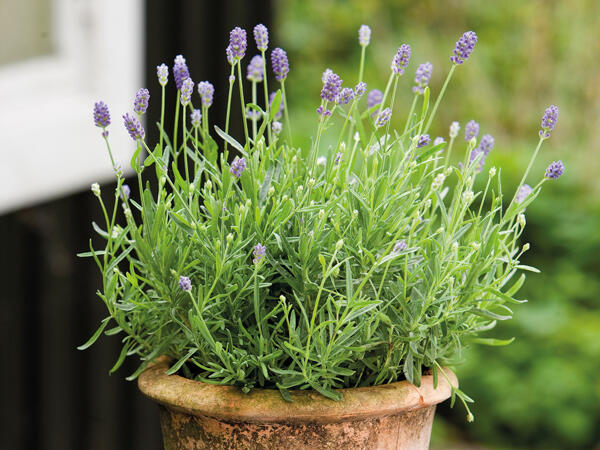 Lavendel "Hidcote Blue"