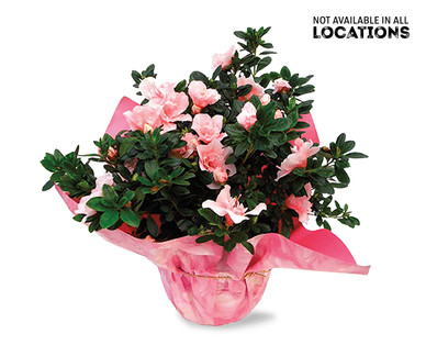 6" Azalea or Hydrangea Assorted Colors