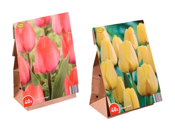 Tulipanløg