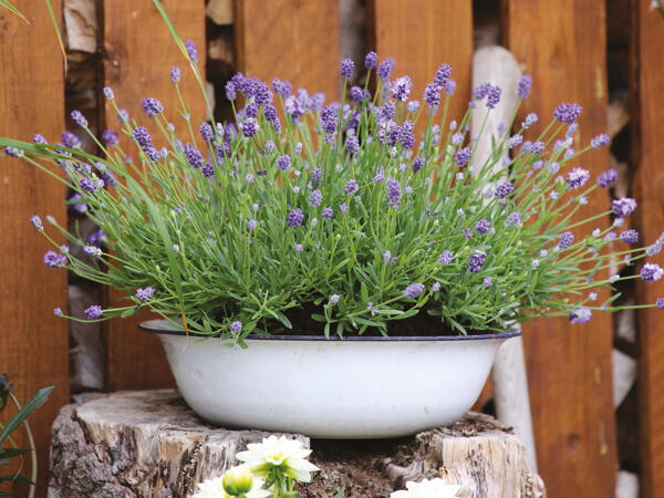 Lavendel Hidcote Blue
