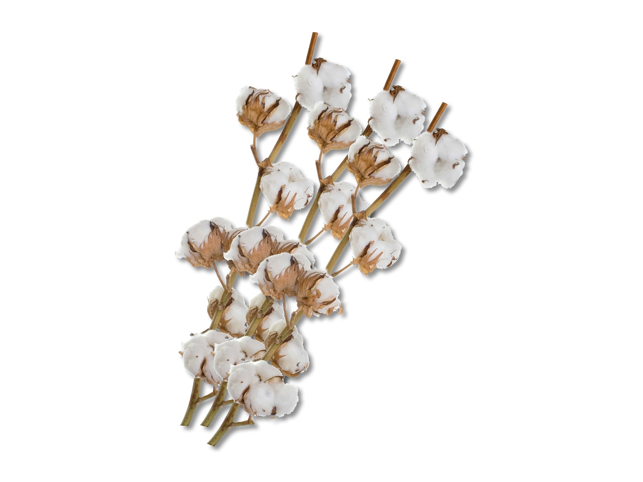 Branche de coton