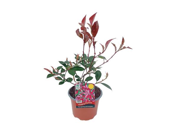 Hedging Photinia