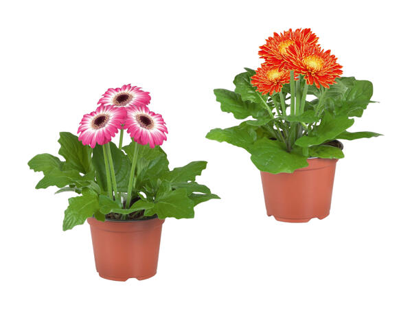 Mélange de gerberas