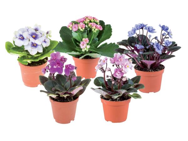 Mini flowering plants