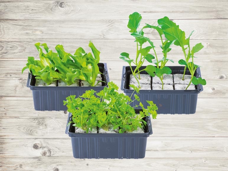Plants de légumes (dès 21.4.)