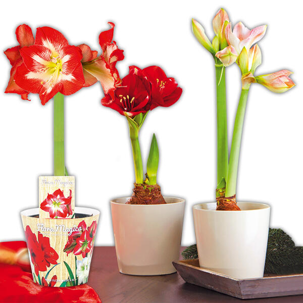 Amaryllis XL