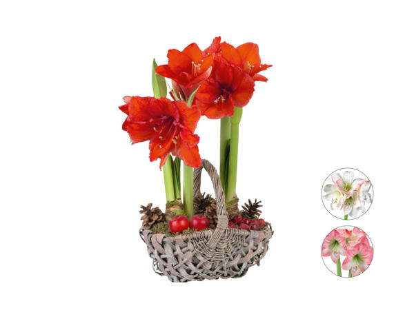 Julkorg med amaryllis
