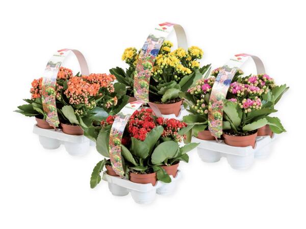 Kalanchoe