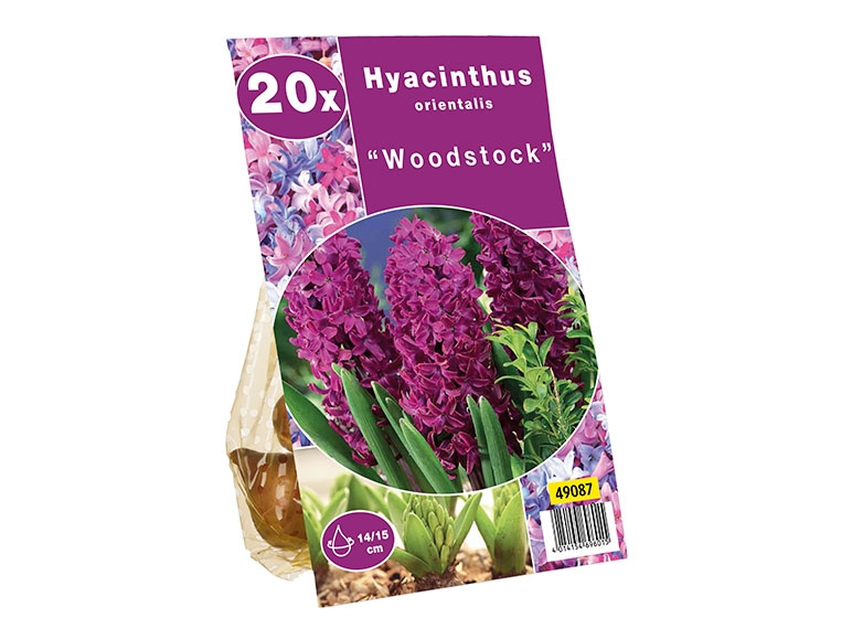 Hyacinth Bulbs