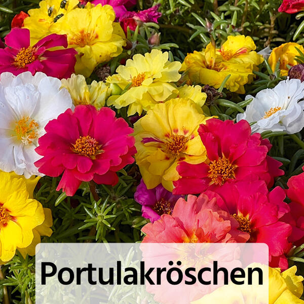 Sommer-Jungpflanzen