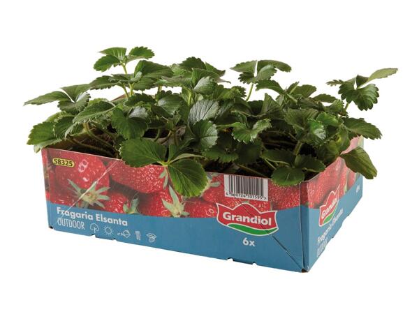 Strawberry Plants