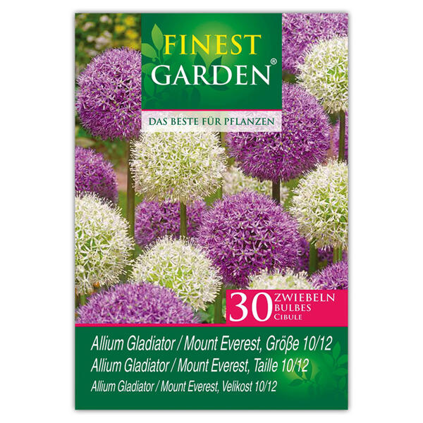 Allium Blumenzwiebeln
