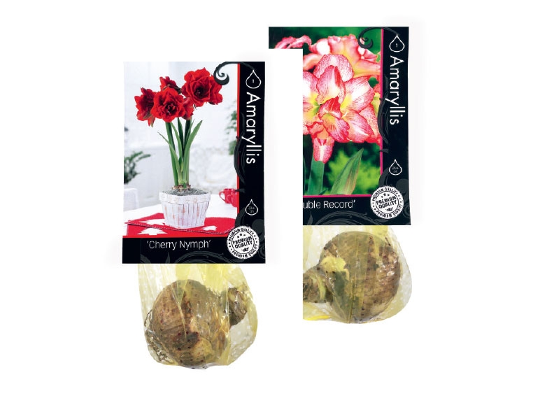 Premium Amaryllis Bulb