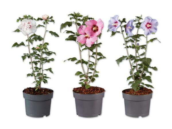 Hibiskus