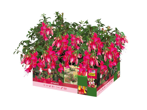 Fuchsia i 6'er bakke