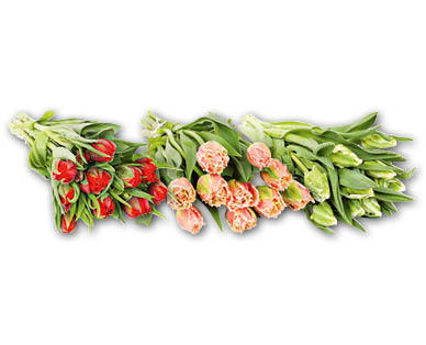 Tulpen Spezial