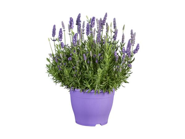 Stor lavendel