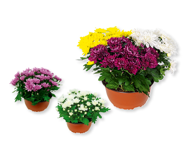 Coupe de chrysanthèmes d'été