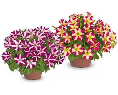 Pelargonie/Petunie