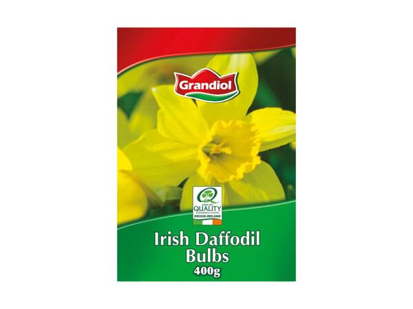Daffodil Bulbs