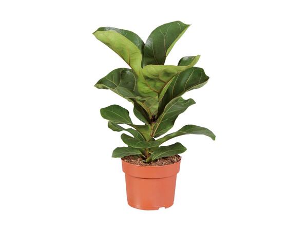 Small Houseplants